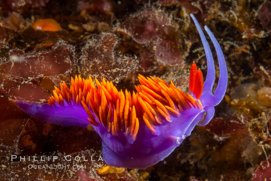 Spanish shawl nudibranch. San Diego, California, USA, Flabellina iodinea, Flabellinopsis iodinea, natural history stock photograph, photo id 34200