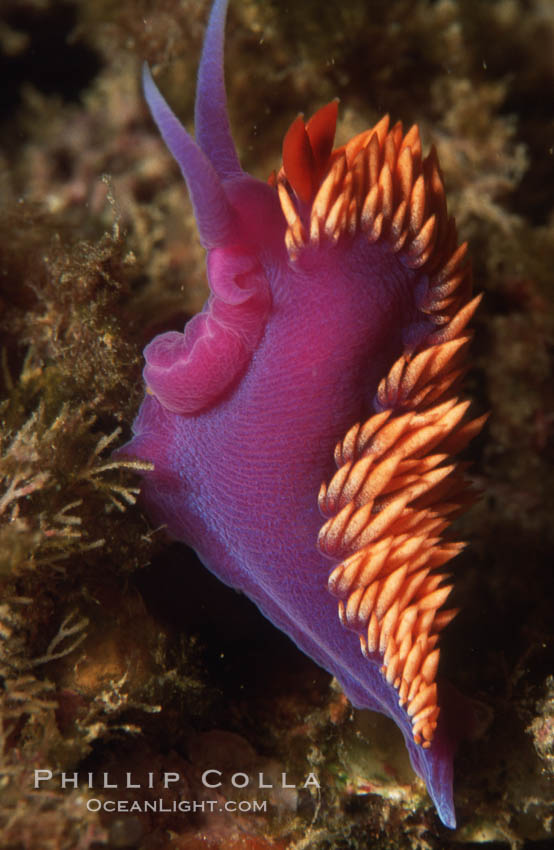 Spanish shawl  nudibranch. Catalina Island, California, USA, Flabellina iodinea, Flabellinopsis iodinea, natural history stock photograph, photo id 01063