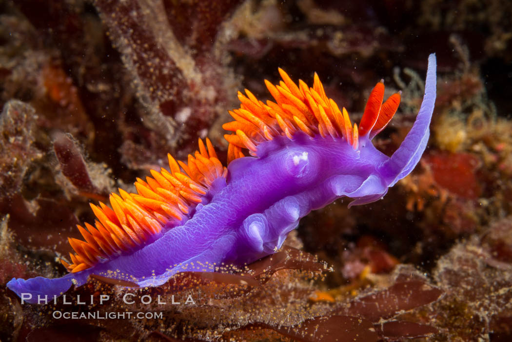 Spanish shawl nudibranch. San Diego, California, USA, Flabellina iodinea, Flabellinopsis iodinea, natural history stock photograph, photo id 34205