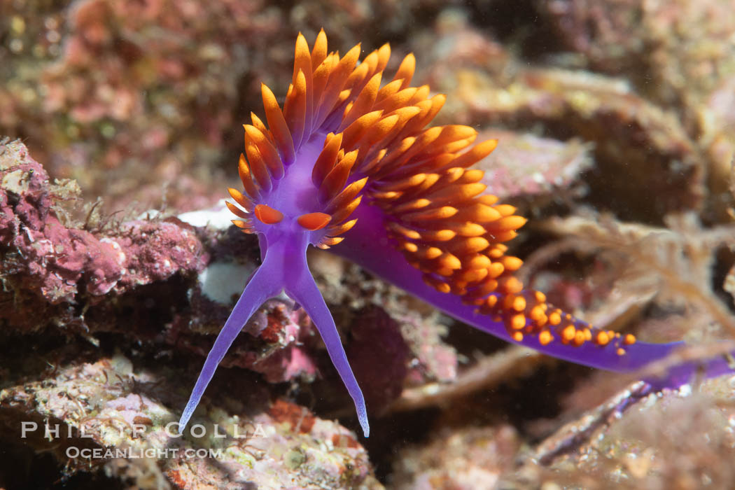 Spanish shawl nudibranch, Flabellinopsis iodinea, Midriff Islands, Sea of Cortez, Flabellinopsis iodinea, Isla Angel de la Guarda, Baja California, Mexico Spanish shawl nudibranch, Flabellinopsis iodinea, Midriff Islands, Sea of Cortez, Flabellinopsis iodinea, Isla Angel de la Guarda, Baja California, Mexico