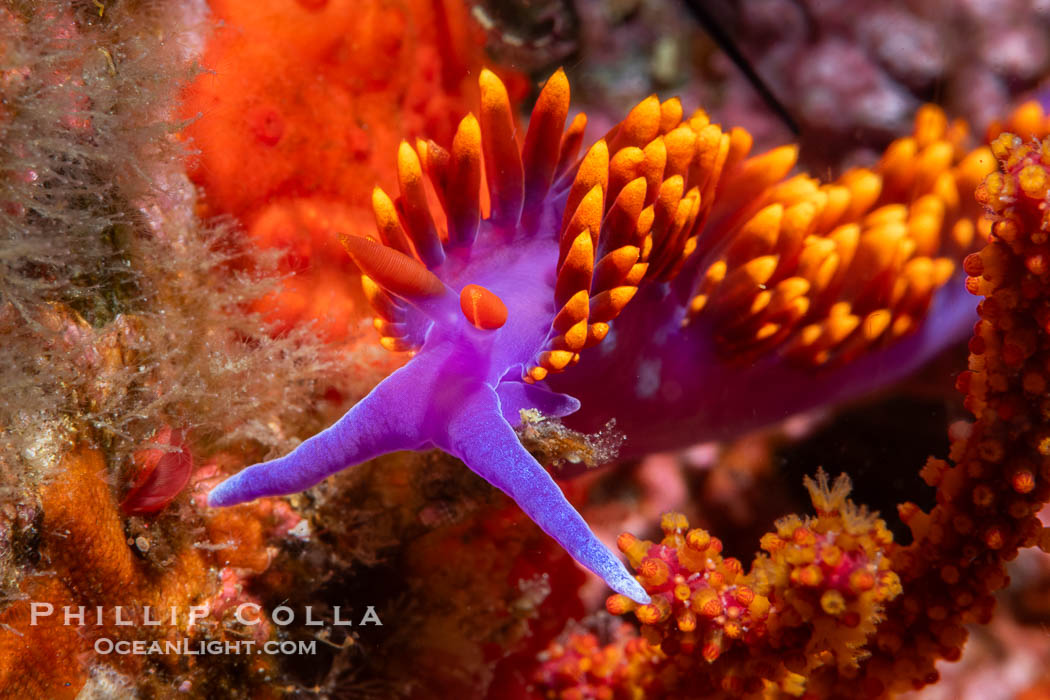 Spanish shawl nudibranch, Flabellinopsis iodinea, Midriff Islands, Sea of Cortez, Flabellinopsis iodinea, Islas San Lorenzo, Baja California, Mexico Spanish shawl nudibranch, Flabellinopsis iodinea, Midriff Islands, Sea of Cortez, Flabellinopsis iodinea, Islas San Lorenzo, Baja California, Mexico