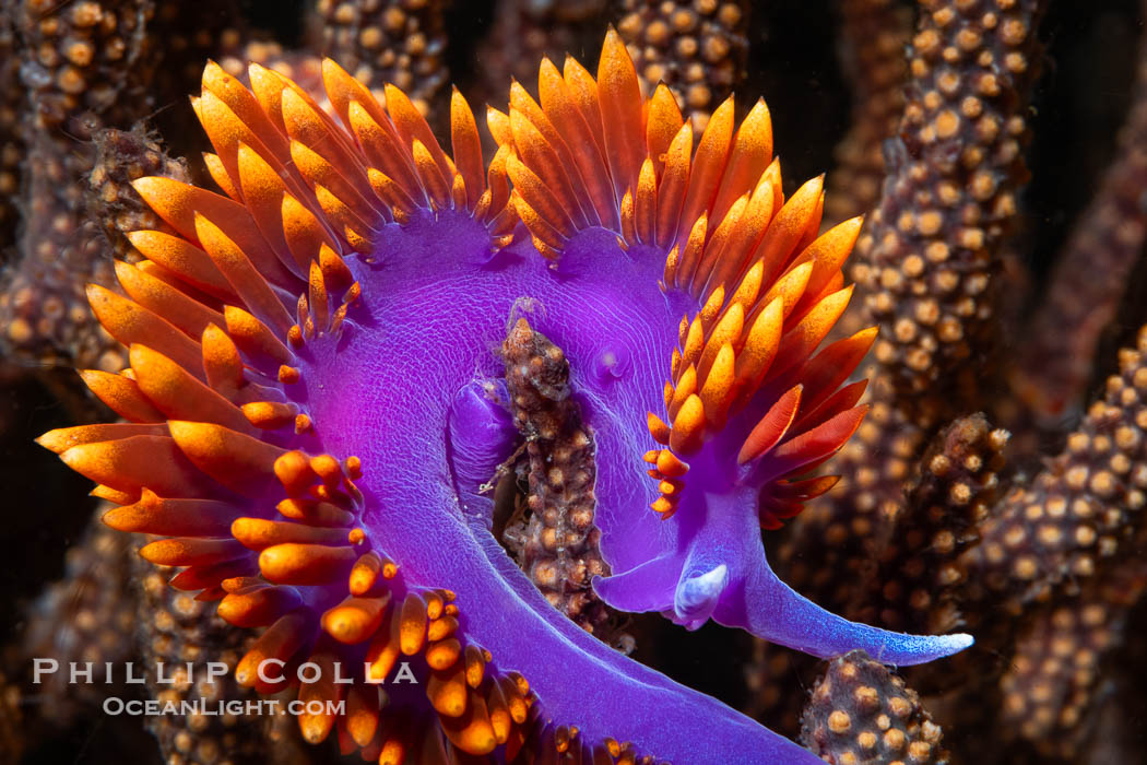 Spanish shawl nudibranch, Flabellinopsis iodinea, Midriff Islands, Sea of Cortez, Flabellinopsis iodinea, Islas San Lorenzo, Baja California, Mexico Spanish shawl nudibranch, Flabellinopsis iodinea, Midriff Islands, Sea of Cortez, Flabellinopsis iodinea, Islas San Lorenzo, Baja California, Mexico