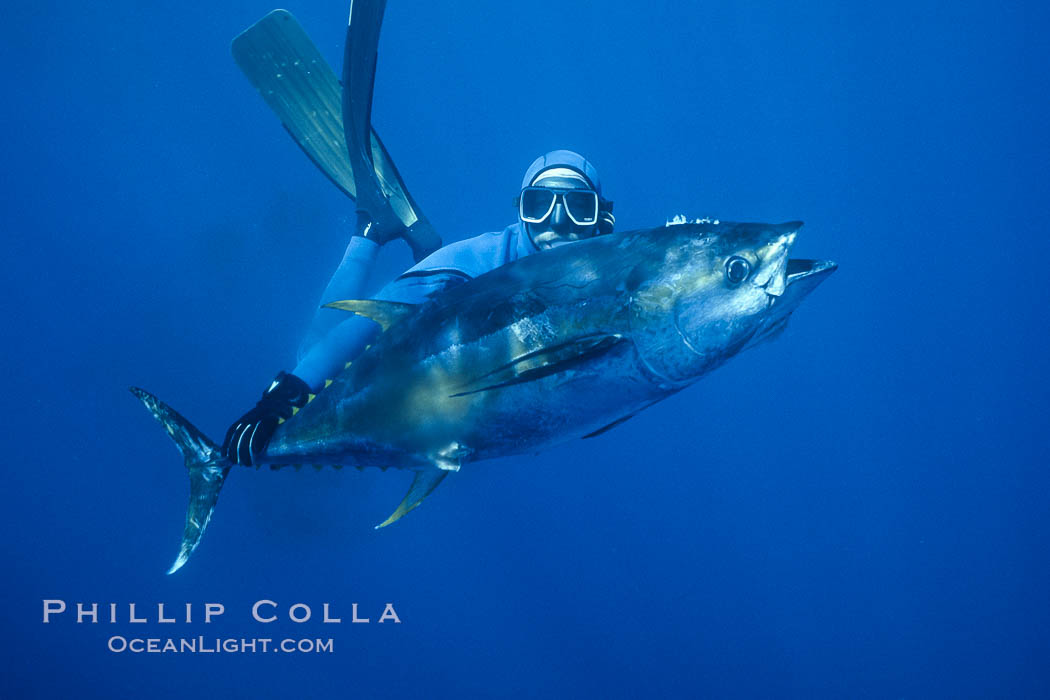 Joe Tobin and speared yellowfin tuna. Guadalupe Island (Isla Guadalupe), Baja California, Mexico, natural history stock photograph, photo id 02112