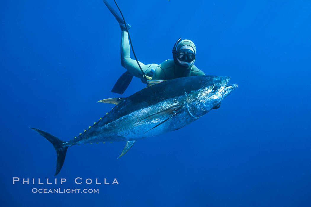 Chris Thompson and yellowfin tuna speared at Guadalupe Island. Guadalupe Island (Isla Guadalupe), Baja California, Mexico, natural history stock photograph, photo id 03732