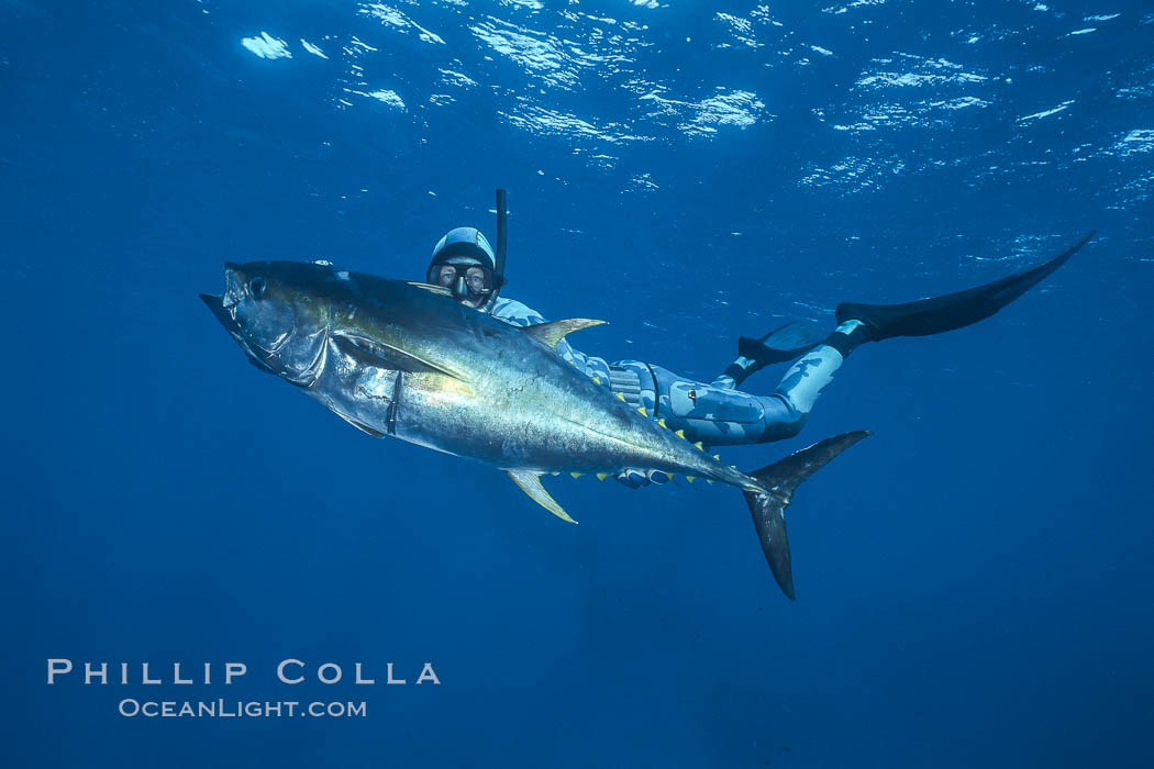 Joe Tobin and yellowfin tuna speared at Guadalupe Island. Guadalupe Island (Isla Guadalupe), Baja California, Mexico, natural history stock photograph, photo id 03719