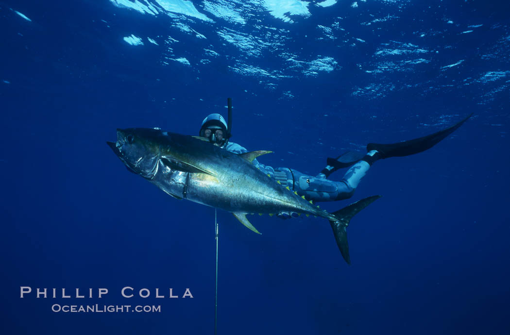 Spearfisherman holding yellowfin tuna., natural history stock photograph, photo id 03561