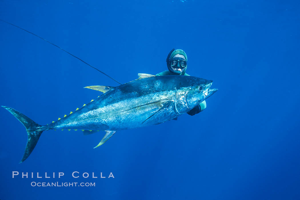 Chris Thompson and yellowfin tuna speared at Guadalupe Island. Guadalupe Island (Isla Guadalupe), Baja California, Mexico, natural history stock photograph, photo id 03729