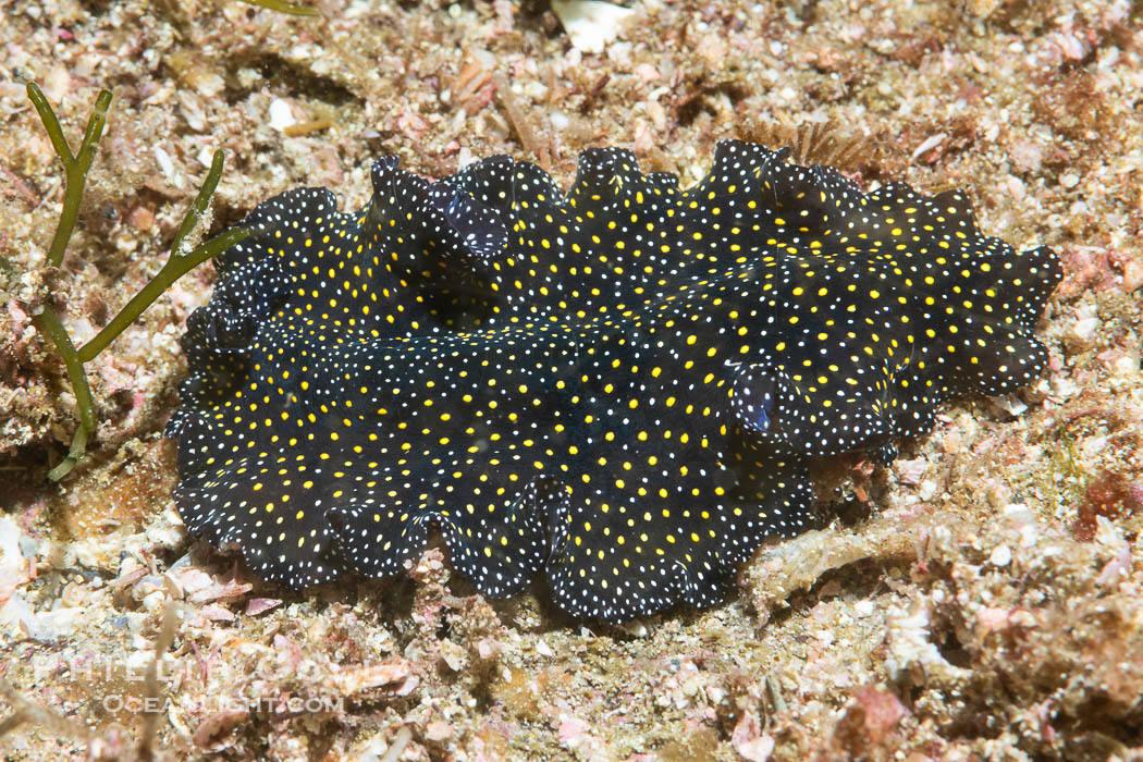 Speckeled Flatworm, Pseudoceros bajae, Sea of Cortez, Pseudoceros bajae, Islas San Lorenzo, Baja California, Mexico Speckeled Flatworm, Pseudoceros bajae, Sea of Cortez, Pseudoceros bajae, Islas San Lorenzo, Baja California, Mexico