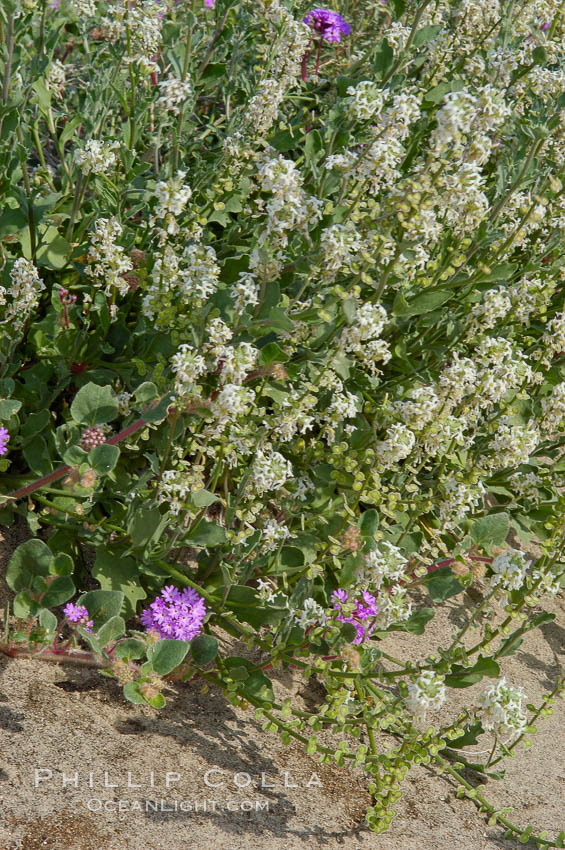 Spectacle pod blooms in spring.  It is a common ephemeral spring wildflower, found in washes of the Colorado Desert.  Anza Borrego Desert State Park. Anza-Borrego Desert State Park, Borrego Springs, California, USA, Dithyrea californica, natural history stock photograph, photo id 10506