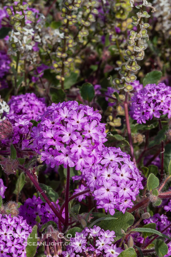 Spectacle pod (white/green) mixes with desert verbena (purple).  Both are common ephemeral spring wildflowers of the Colorado Desert.  Anza Borrego Desert State Park. Anza-Borrego Desert State Park, Borrego Springs, California, USA, Abronia villosa, Dithyrea californica, natural history stock photograph, photo id 10509