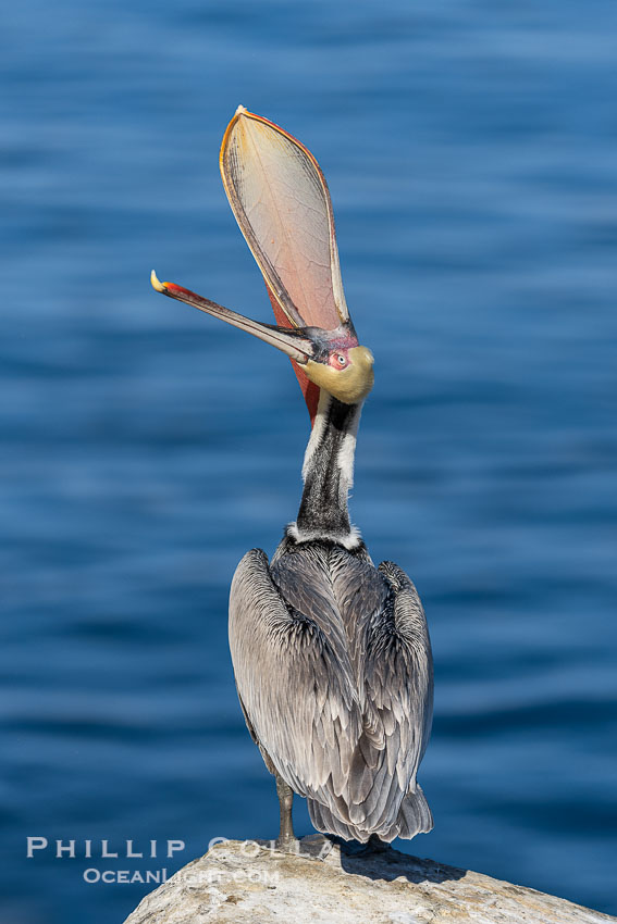 Pelican yoga, Utthita Tadasan, extended mountain pose with backbend. Extreme Brown Pelican Head Throw Display. This California brown pelican is arching its head and neck way back, opening its mouth in a behavior known as a head throw or bill throw. La Jolla, USA, Pelecanus occidentalis, Pelecanus occidentalis californicus, natural history stock photograph, photo id 38678