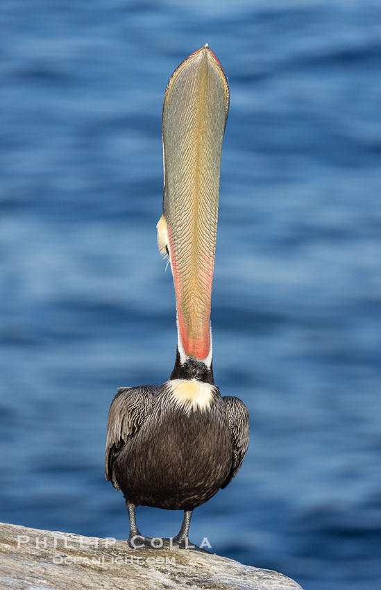 Spectacular Brown Pelican Head Throw Display. This California brown pelican extends its head and bill up and back, stretching its neck and pouch in a behavior known as a head throw or bill throw. Adult winter breeding plumage.  Pelican yoga, High Mountain pose, Tadasan. La Jolla, USA, Pelecanus occidentalis, Pelecanus occidentalis californicus, natural history stock photograph, photo id 38691