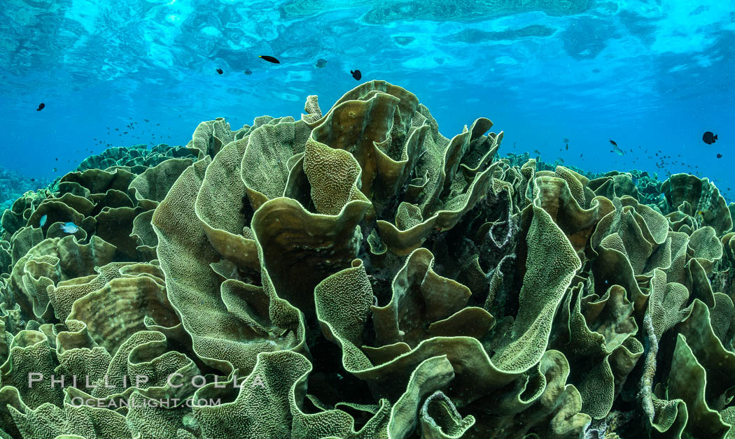 Spectacular display of pristine cabbage coral, Turbinaria reniformis, in Nigali Pass on Gao Island, Fiji. Nigali Passage, Gau Island, Lomaiviti Archipelago, Turbinaria reniformis, natural history stock photograph, photo id 34714