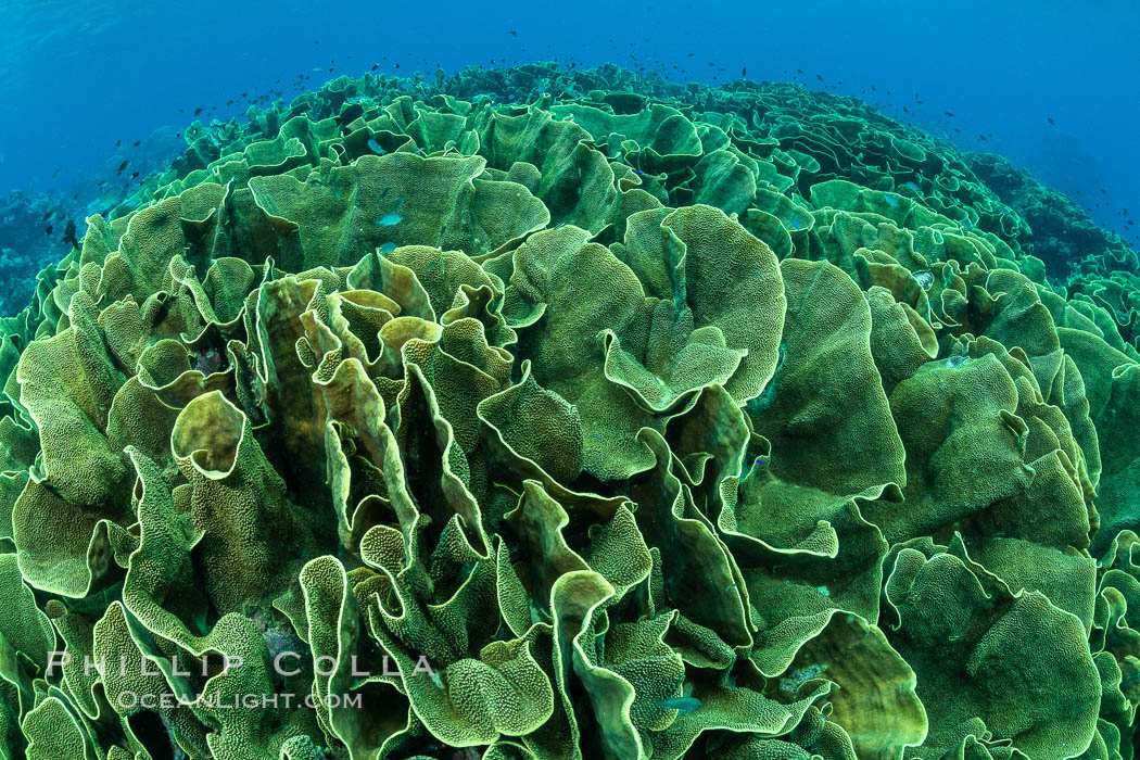 Spectacular display of pristine cabbage coral, Turbinaria reniformis, in Nigali Pass on Gao Island, Fiji. Nigali Passage, Gau Island, Lomaiviti Archipelago, Turbinaria reniformis, natural history stock photograph, photo id 34798