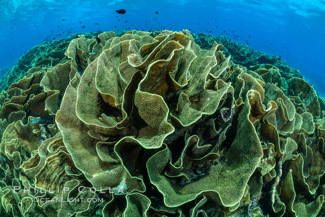 Spectacular display of pristine cabbage coral, Turbinaria reniformis, in Nigali Pass on Gao Island, Fiji. Nigali Passage, Gau Island, Lomaiviti Archipelago, Turbinaria reniformis, natural history stock photograph, photo id 34902