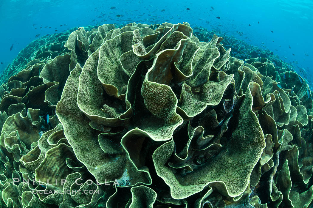 Spectacular display of pristine cabbage coral, Turbinaria reniformis, in Nigali Pass on Gao Island, Fiji. Nigali Passage, Gau Island, Lomaiviti Archipelago, Turbinaria reniformis, natural history stock photograph, photo id 34953