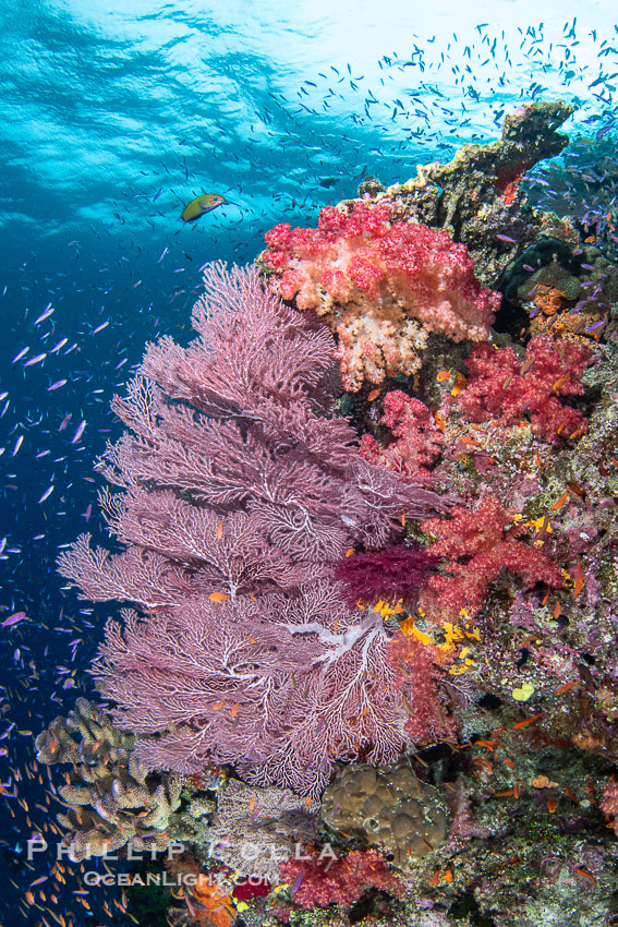 Spectacularly colorful coral reef, with swarms of anthias fishes and soft corals, Fiji. Namena Marine Reserve, Namena Island, Dendronephthya, natural history stock photograph, photo id 41082