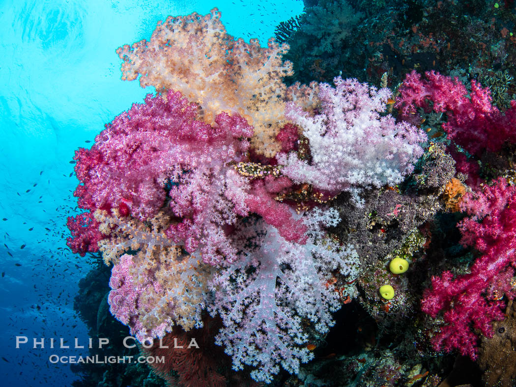 Spectacularly colorful coral reef, with swarms of anthias fishes and soft corals, Fiji. Namena Marine Reserve, Namena Island, Dendronephthya, natural history stock photograph, photo id 41118