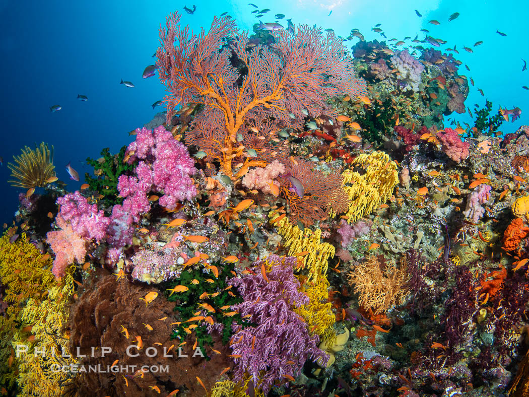 Spectacularly colorful coral reef, with swarms of anthias fishes and soft corals, Fiji. Vatu I Ra Passage, Bligh Waters, Viti Levu Island, Dendronephthya, natural history stock photograph, photo id 41170