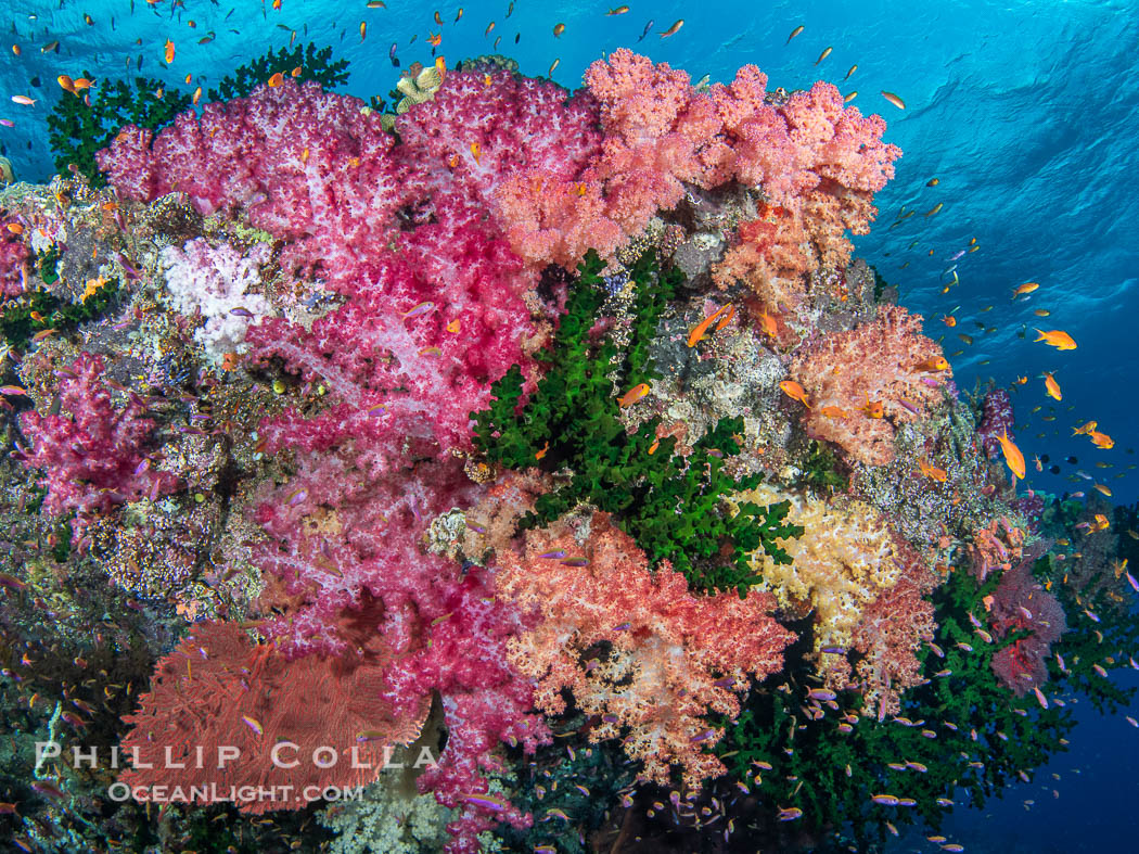 Spectacularly colorful coral reef, with swarms of anthias fishes and soft corals, Fiji. Namena Marine Reserve, Namena Island, Dendronephthya, Tubastrea micrantha, natural history stock photograph, photo id 41036