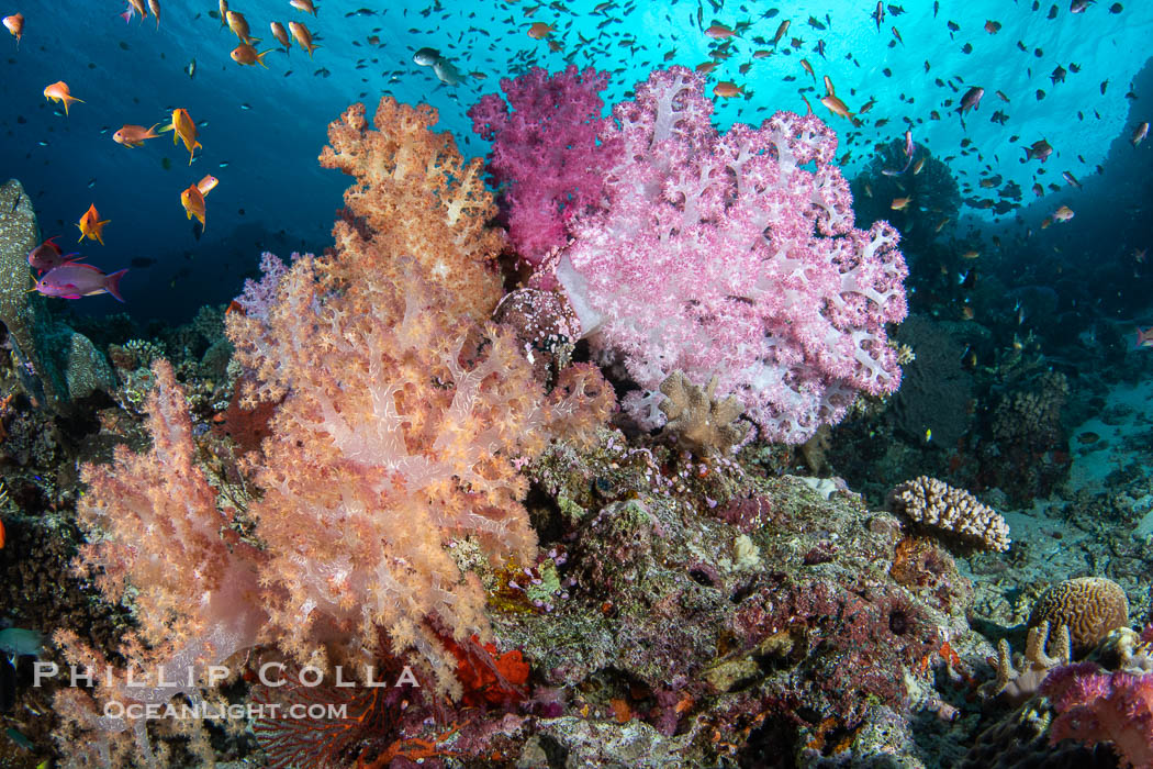 Spectacularly colorful coral reef, with swarms of anthias fishes and soft corals, Fiji. Vatu I Ra Passage, Bligh Waters, Viti Levu Island, Dendronephthya, natural history stock photograph, photo id 41048