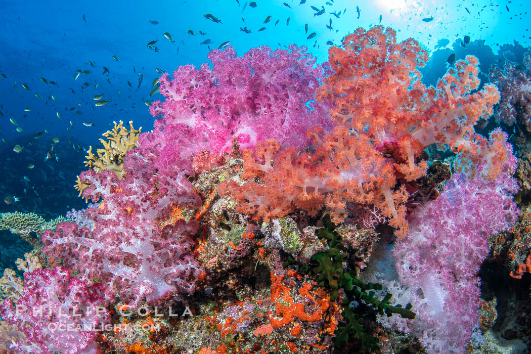 Spectacularly colorful coral reef, with swarms of anthias fishes and soft corals, Fiji. Namena Marine Reserve, Namena Island, Dendronephthya, natural history stock photograph, photo id 41080