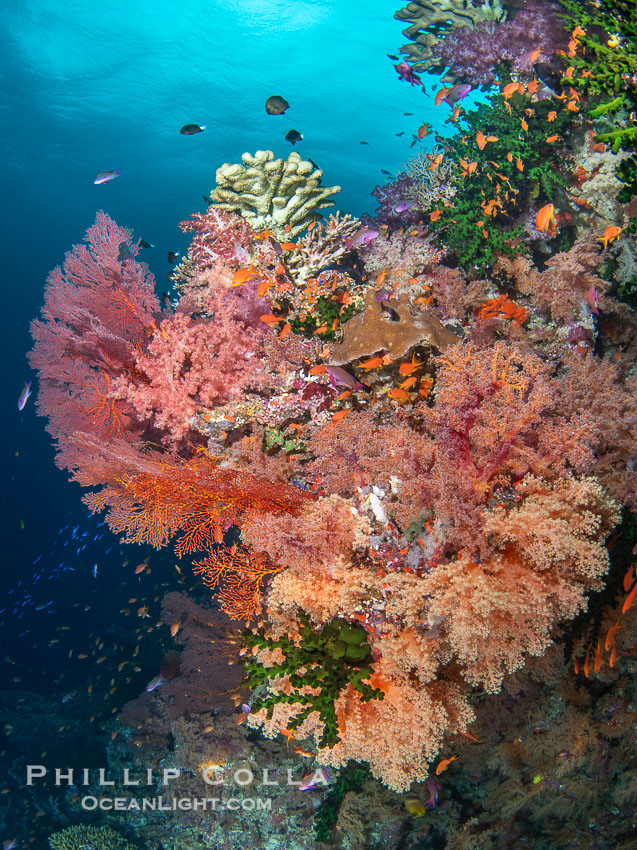 Spectacularly colorful coral reef, with swarms of anthias fishes and soft corals, Fiji. Vatu I Ra Passage, Bligh Waters, Viti Levu Island, Dendronephthya, natural history stock photograph, photo id 41055