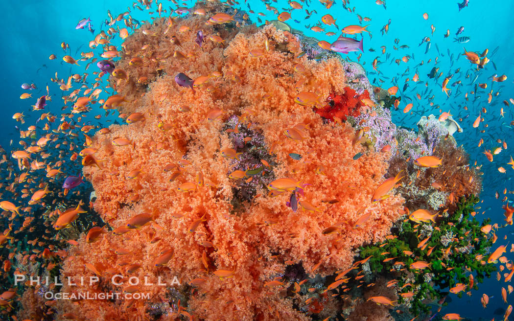 Spectacularly colorful coral reef, with swarms of anthias fishes and soft corals, Fiji. Vatu I Ra Passage, Bligh Waters, Viti Levu Island, Dendronephthya, Pseudanthias, natural history stock photograph, photo id 41163