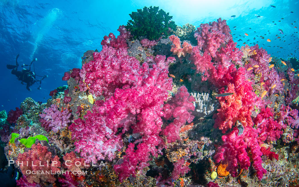 Spectacularly colorful coral reef, with swarms of anthias fishes and soft corals, Fiji. Namena Marine Reserve, Namena Island, Dendronephthya, natural history stock photograph, photo id 41081