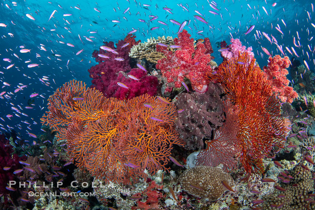 Spectacularly colorful coral reef, with swarms of anthias fishes and soft corals, Fiji. Gao Island, Lomaiviti Archipelago, Dendronephthya, Pseudanthias, natural history stock photograph, photo id 41113