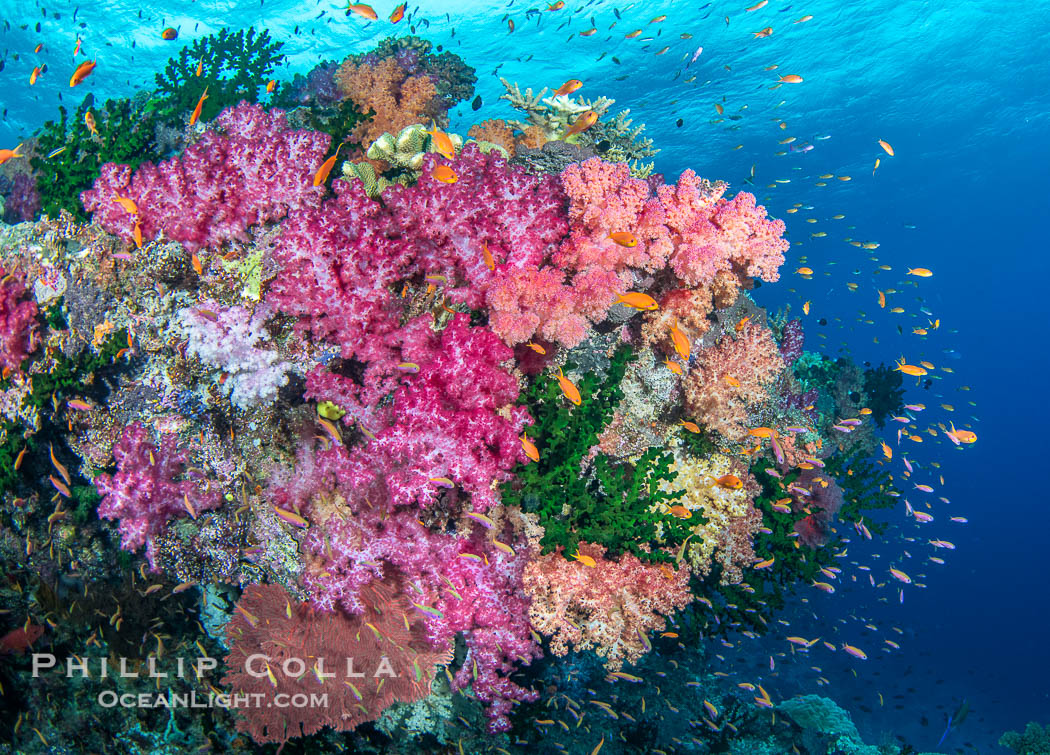 Spectacularly colorful coral reef, with swarms of anthias fishes and soft corals, Fiji. Namena Marine Reserve, Namena Island, Dendronephthya, natural history stock photograph, photo id 41117