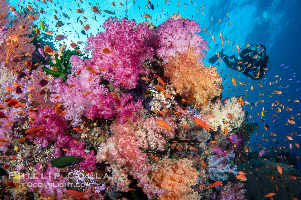 Tracy admires a colorful cluster of Dendronephthya soft coral surrounded by schooling anthias on a spectacular coral reef in Fiji. Vatu I Ra Passage, Bligh Waters, Viti Levu Island, Dendronephthya, Pseudanthias, natural history stock photograph, photo id 41023