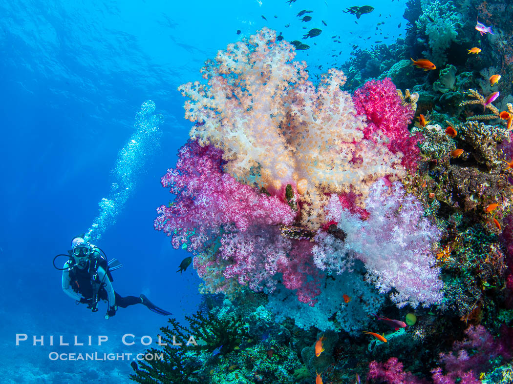 Tracy admires a colorful cluster of Dendronephthya soft coral on a spectacular coral reef in Fiji. Namena Marine Reserve, Namena Island, Dendronephthya, natural history stock photograph, photo id 41027
