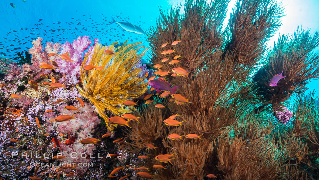 Pristine tropical reef with black coral, schooling anthias fishes and colorful dendronephthya soft corals, pulsing with life in a strong current over a pristine coral reef. Fiji is known as the soft coral capitlal of the world. Vatu I Ra Passage, Bligh Waters, Viti Levu  Island, Crinoidea, Dendronephthya, Pseudanthias, natural history stock photograph, photo id 31466