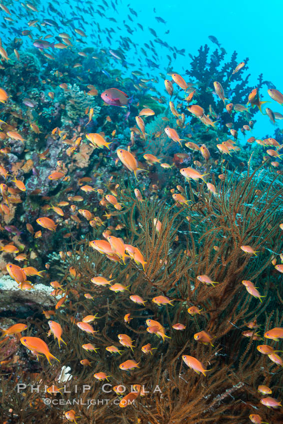 Pristine tropical reef with black coral, schooling anthias fishes and colorful dendronephthya soft corals, pulsing with life in a strong current over a pristine coral reef. Fiji is known as the soft coral capitlal of the world., Dendronephthya, Pseudanthias, natural history stock photograph, photo id 31601