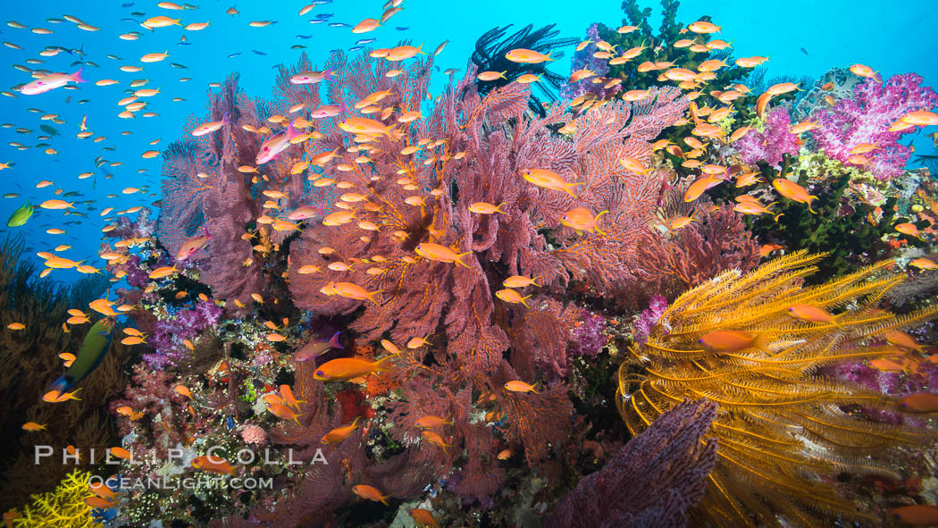 Spectacular pristine tropical reef with vibrant colorful soft corals. Dendronephthya soft corals, crinoids, sea fan gorgonians and schooling Anthias fishes, pulsing with life in a strong current over a pristine coral reef. Fiji is known as the soft coral capitlal of the world., Crinoidea, Dendronephthya, Gorgonacea, Pseudanthias, natural history stock photograph, photo id 31310