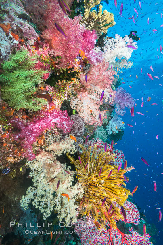 Spectacular pristine tropical reef with vibrant colorful soft corals. Dendronephthya soft corals, crinoids, sea fan gorgonians and schooling Anthias fishes, pulsing with life in a strong current over a pristine coral reef. Fiji is known as the soft coral capitlal of the world. Namena Marine Reserve, Namena Island, Crinoidea, Dendronephthya, Gorgonacea, Pseudanthias, natural history stock photograph, photo id 31582