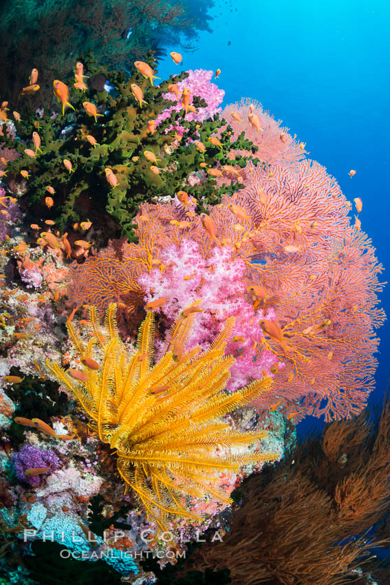 Spectacular pristine tropical reef with vibrant colorful soft corals. Dendronephthya soft corals, crinoids, sea fan gorgonians and schooling Anthias fishes, pulsing with life in a strong current over a pristine coral reef. Fiji is known as the soft coral capitlal of the world. Vatu I Ra Passage, Bligh Waters, Viti Levu  Island, Crinoidea, Dendronephthya, Gorgonacea, Pseudanthias, Tubastrea micrantha, natural history stock photograph, photo id 31452