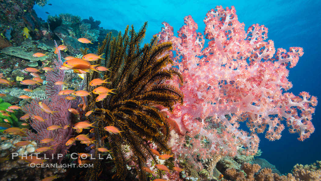 Spectacular pristine tropical reef with vibrant colorful soft corals. Dendronephthya soft corals, crinoids, sea fan gorgonians and schooling Anthias fishes, pulsing with life in a strong current over a pristine coral reef. Fiji is known as the soft coral capitlal of the world. Vatu I Ra Passage, Bligh Waters, Viti Levu  Island, Crinoidea, Dendronephthya, Gorgonacea, Pseudanthias, natural history stock photograph, photo id 31512