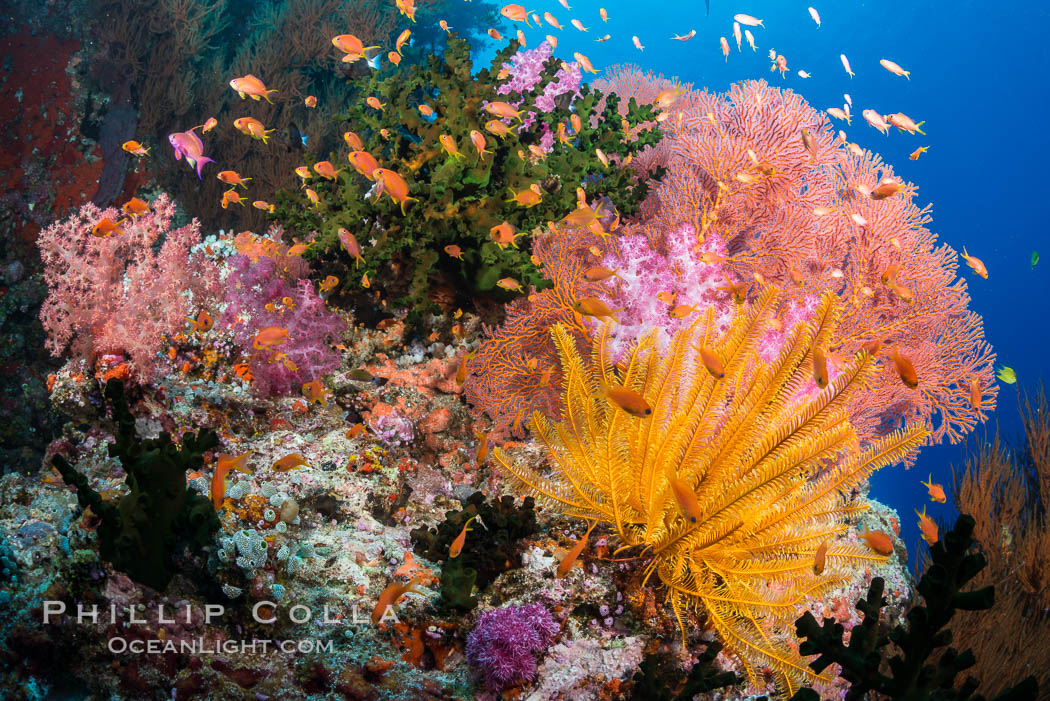 Spectacular pristine tropical reef with vibrant colorful soft corals. Dendronephthya soft corals, crinoids, sea fan gorgonians and schooling Anthias fishes, pulsing with life in a strong current over a pristine coral reef. Fiji is known as the soft coral capitlal of the world. Vatu I Ra Passage, Bligh Waters, Viti Levu  Island, Crinoidea, Dendronephthya, Gorgonacea, Pseudanthias, Tubastrea micrantha, natural history stock photograph, photo id 31363