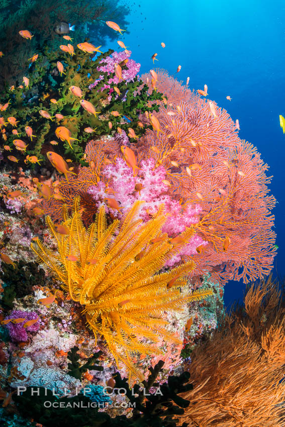 Spectacular pristine tropical reef with vibrant colorful soft corals. Dendronephthya soft corals, crinoids, sea fan gorgonians and schooling Anthias fishes, pulsing with life in a strong current over a pristine coral reef. Fiji is known as the soft coral capitlal of the world. Vatu I Ra Passage, Bligh Waters, Viti Levu  Island, Crinoidea, Dendronephthya, Gorgonacea, Pseudanthias, Tubastrea micrantha, natural history stock photograph, photo id 31313