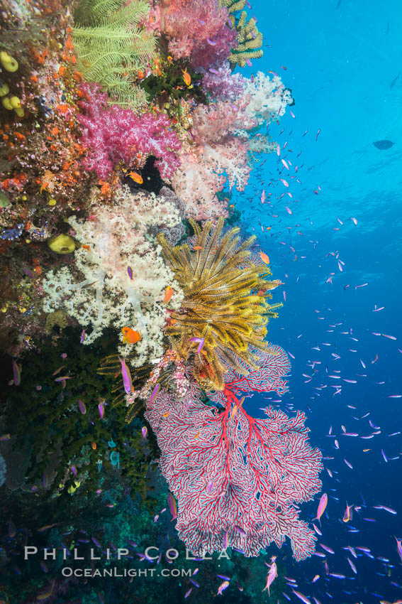 Spectacular pristine tropical reef with vibrant colorful soft corals. Dendronephthya soft corals, crinoids, sea fan gorgonians and schooling Anthias fishes, pulsing with life in a strong current over a pristine coral reef. Fiji is known as the soft coral capitlal of the world. Namena Marine Reserve, Namena Island, Crinoidea, Dendronephthya, Gorgonacea, Pseudanthias, natural history stock photograph, photo id 31409