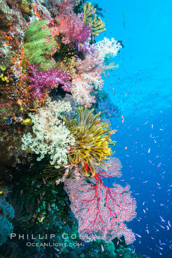 Spectacular pristine tropical reef with vibrant colorful soft corals. Dendronephthya soft corals, crinoids, sea fan gorgonians and schooling Anthias fishes, pulsing with life in a strong current over a pristine coral reef. Fiji is known as the soft coral capitlal of the world. Namena Marine Reserve, Namena Island, Crinoidea, Dendronephthya, Gorgonacea, Pseudanthias, natural history stock photograph, photo id 31817