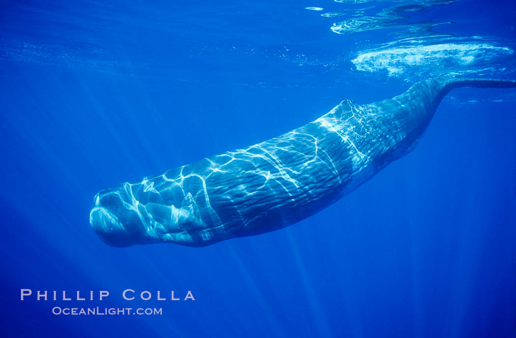 Sperm whale. Sao Miguel Island, Azores, Portugal, Physeter macrocephalus, natural history stock photograph, photo id 02078