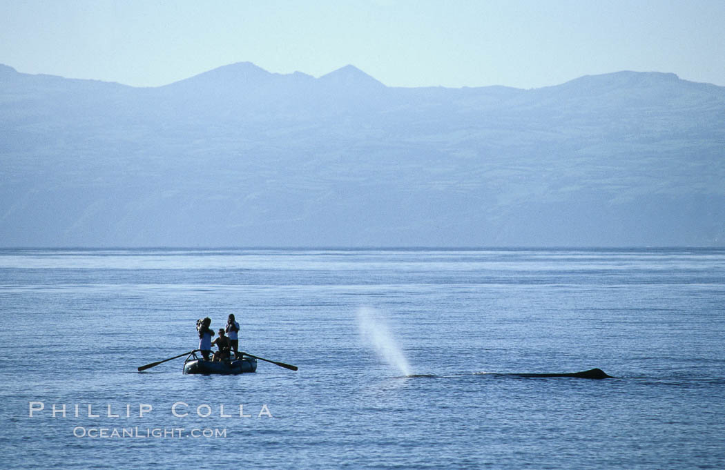 Sperm whale blows in front of Tokyo Broadcasting System film crew. Sao Miguel Island, Azores, Portugal, Physeter macrocephalus, natural history stock photograph, photo id 02082