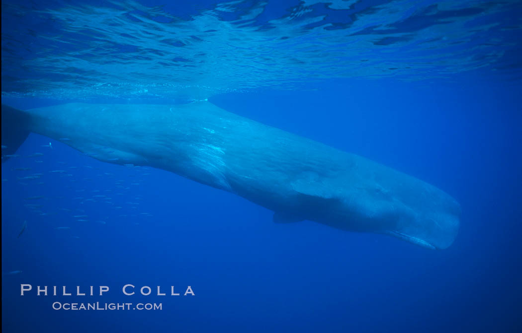 Sperm whale. Sao Miguel Island, Azores, Portugal, Physeter macrocephalus, natural history stock photograph, photo id 02080