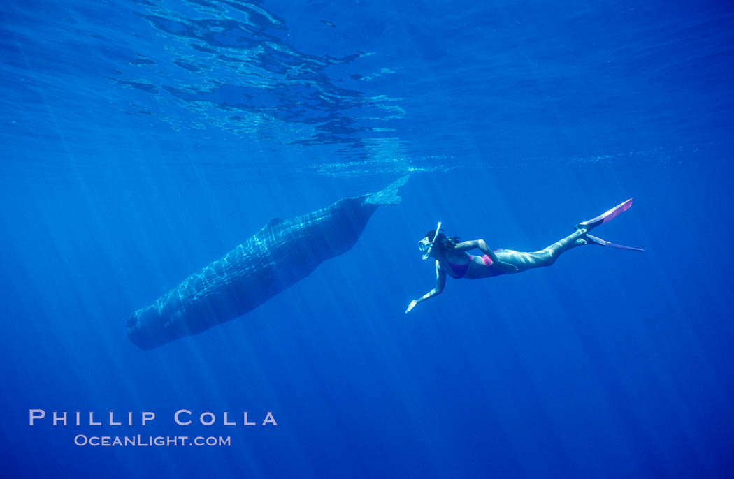 Sperm whale and Olympic swimmer Mikako Kotani. Sao Miguel Island, Azores, Portugal, Physeter macrocephalus, natural history stock photograph, photo id 02063