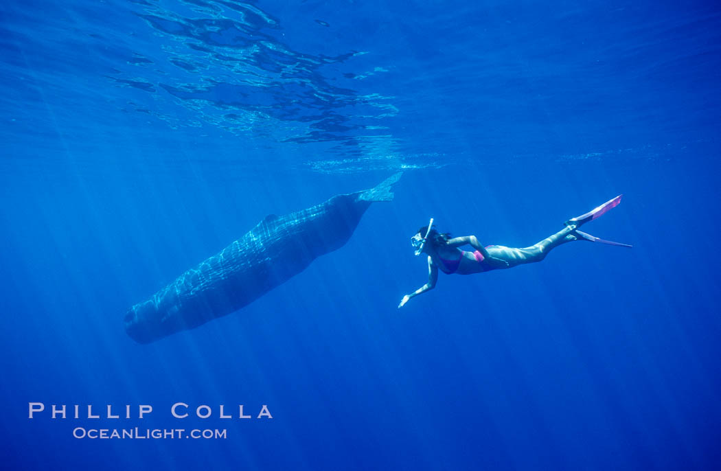 Sperm whale and Olympic swimmer Mikako Kotani. Sao Miguel Island, Azores, Portugal, Physeter macrocephalus, natural history stock photograph, photo id 02063