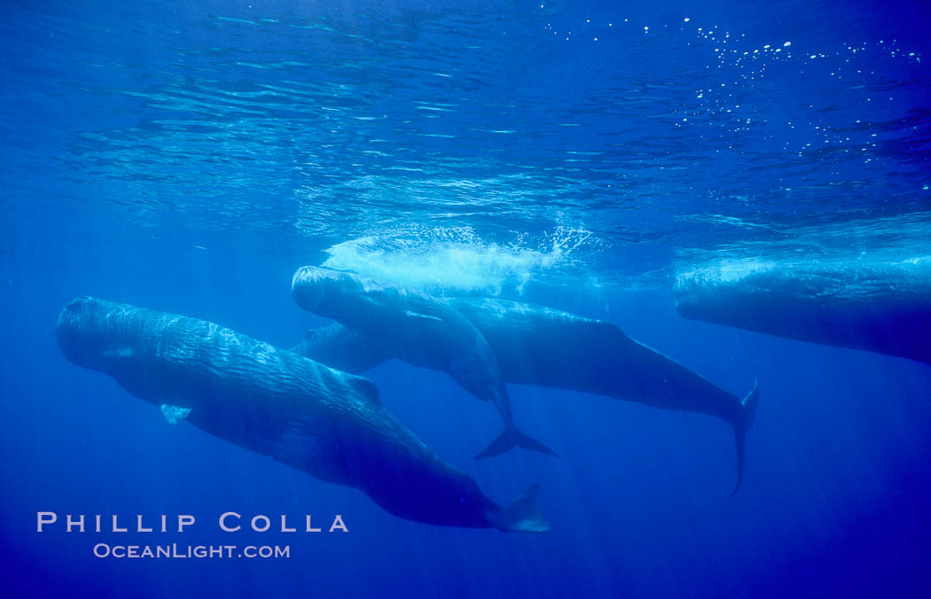 Sperm whale social group. Sao Miguel Island, Azores, Portugal, Physeter macrocephalus, natural history stock photograph, photo id 02067