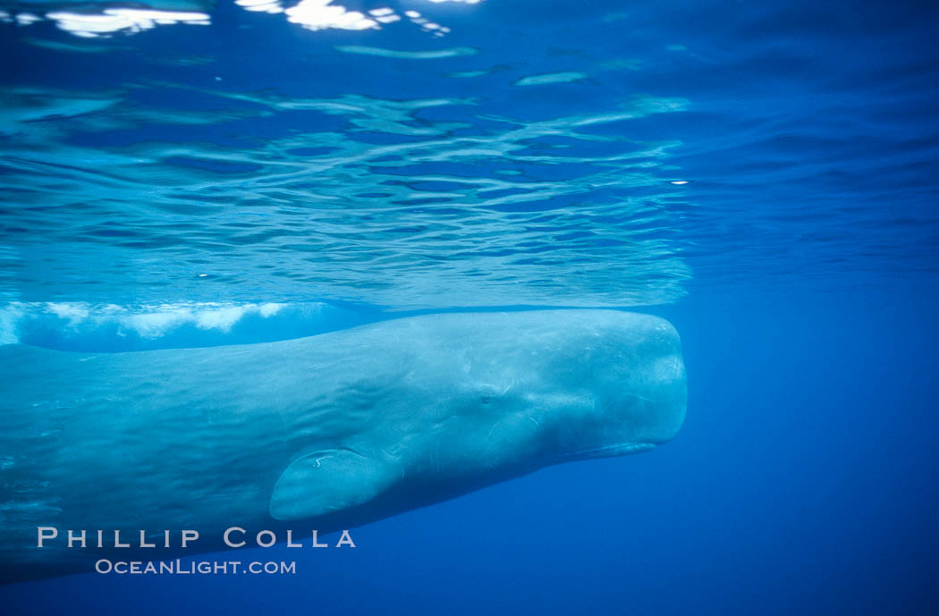 Sperm whale. Sao Miguel Island, Azores, Portugal, Physeter macrocephalus, natural history stock photograph, photo id 02065